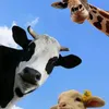 cutyoume_23