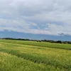 aflahaman