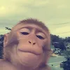 julisvqwdqi