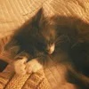 kittylovetomouse