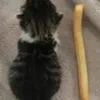 tiktoklivemonitor17