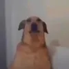 yourmomsusername