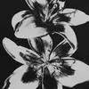 rinad_786