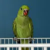 isimbuluyoruzz