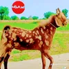 luqman.khan51547