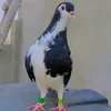 nomiboloch1