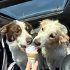 dukeandmable