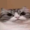 perfect.face76
