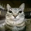 cat_pookie24