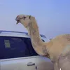 هاوي النوادر