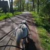 ravenlijfen