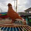 mutiara.senja.x.s