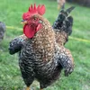 chickenfriendlyhens