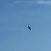 lucifer_lucicekpu