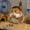 sikikiki41