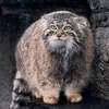 kotostmanul
