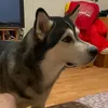 Graceman