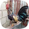 el.moncho.gll