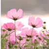 flower878900