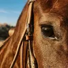 mamute.o.cavalo