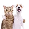 gatopro618