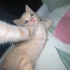 ginger.cat6236