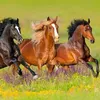 Horse 🐴22