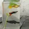 talha.trader.fish