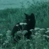 nigh_fury2