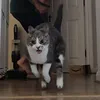 Cosmo