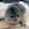 sealious46