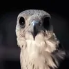 ﮼سهاج 𓅄