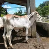 miltonkk3