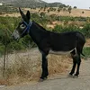 xoshnaw_waty