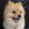 paopao_pompom