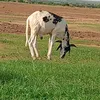 aboulayebah758