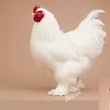 borom.bulaha