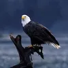 afridi78654