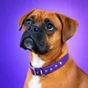honor.the.boxer