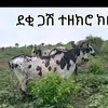 tesfa.eyu.hayley8