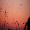 livshitsmonroe3