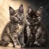 Whiskers & Wings
