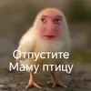 negr.v1