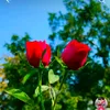 najrul.lslam35