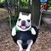 pendejito_idiotino