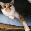 小兴子