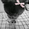 shinobugerl