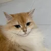 TT3