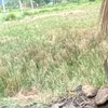 fafa56996