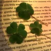 🍀